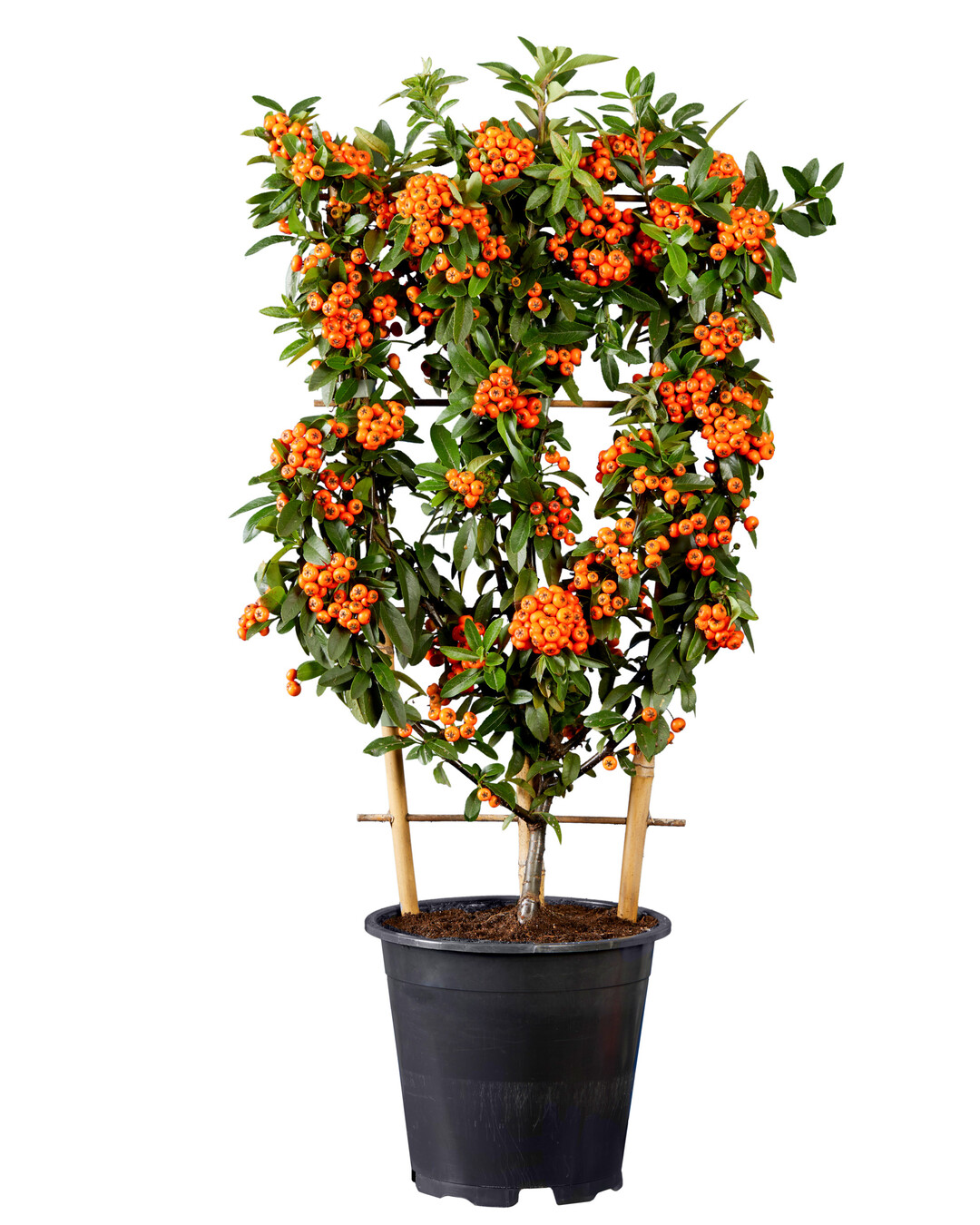 In derKategorie 
<b>Gehlze</b>
entschied sich die Expertenkommission fr die
<i>Pyracantha</i>
 
<i>coccinea </i>
Orange Star der Firma Hoogeveen Plantsaus den Niederlanden als IPM Neuheit 2024. 
<i>Pyracantha</i>
, Feuerdorn, erlebt durch den Klimawandel bedingt eine Renaissance und ist DAS immergrne Gehlz mit der grten Trockenresistenz. Die Orange Star zeichnet sich durch eine Vielzahl an groen, orangen Beeren aus, die lange an der Pflanze bleiben. Sie ist pflegeextensiv, ein Naschgehlz fr Vgel und im Frhsommer zur Bltezeit eine wahre Bienenweide und gegen Krankheiten wenig anfllig. Sie ist vielseitig im Einsatz und sowohl fr den Kbel als auch frs Beet geeignet.