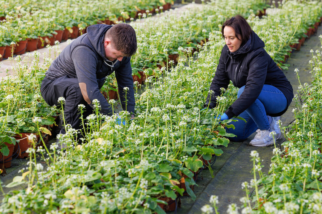 In derKategorie 
<b>Balkonobst/-gemse</b>
wurde mit
<i>Eutrema japonicum </i>
Hana Utogider FirmaFitzGerald Nurseries Ltdaus Irland eine Besonderheit ausgezeichnet. Wasabi fr den eigenen Garten, damit knnte sie zum Renner fr Fans der asiatischen Kche werden. Die robuste Sorte mit kompaktem Wachstum, einer groen Anzahl essbarer Blten und ausreichend Rhizomen zur Wasabi-Ernte. Mit einem schattigen Pltzchen, gerne an einem Fliegewsser, aber auch fr das Vertikal-Farming geeignet.