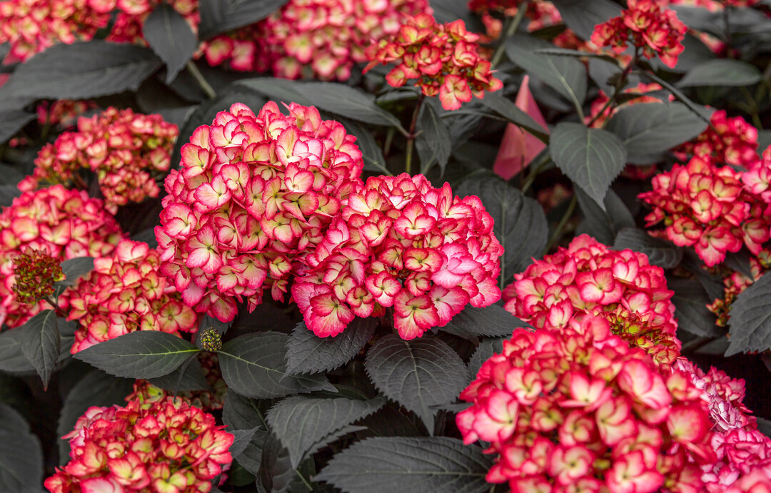 Die Abstimmung zumPublikumspreisdes Neuheitenschaufensters gewann dieEclipse Bigleaf 
<i>Hydrangea </i>
von First Editions der Firma Bailey Nurseries International aus Minnesota. Diese Hortensie beeindruckt mit ihren dunklen Blttern und den cranberryfarbenen Blten. Die Bltter behalten ihre Farbe selbst bei hohen Sommertemperaturen und erholen sich auch nach einem krftigen Rckschnitt.