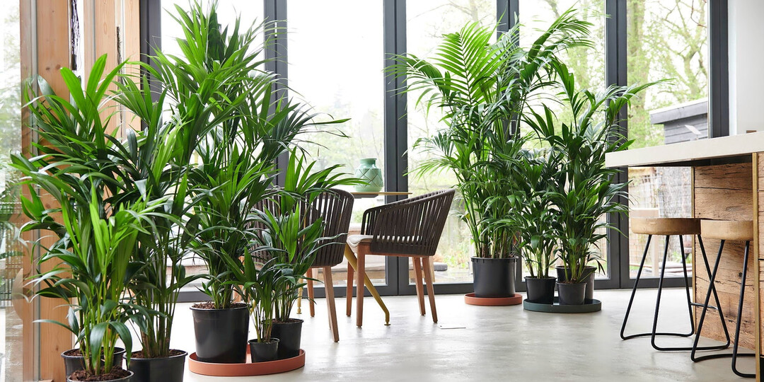 Im März stellt Air So Pure als „Pflanze des Monats“ einen echten tropischen Klassiker in den
Fokus: die Kentia-Palme
<i>(Howea forsteriana)</i>
.