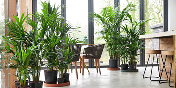 Im März stellt Air So Pure als „Pflanze des Monats“ einen echten tropischen Klassiker in den
Fokus: die Kentia-Palme
<i>(Howea forsteriana)</i>
.