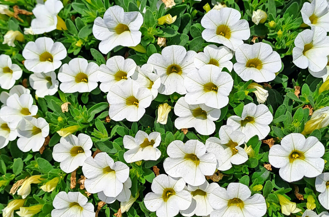 Calita Perfect �White Yellow Eye� 