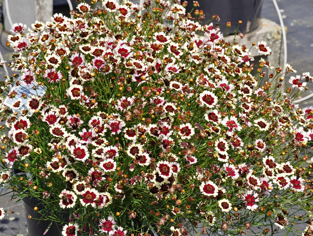 <i>Coreopsis </i>
�Chorosan Burgundy & White� 
