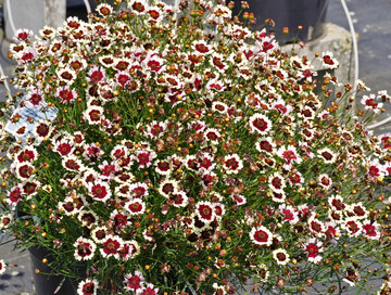 <i>Coreopsis </i>
‘Chorosan Burgundy & White’