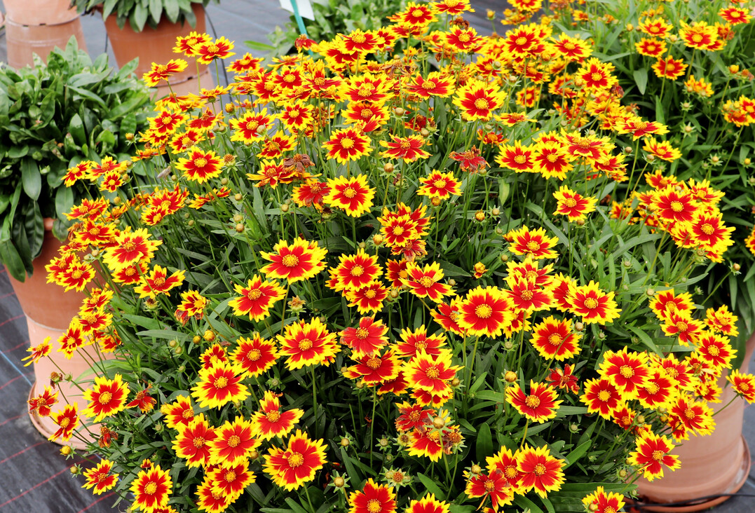 <i>Coreopsis verticilata ‘</i>
Solar Juwel’