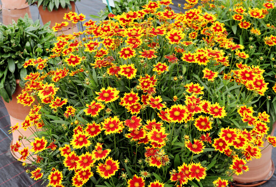 <i>Coreopsis verticilata �</i>
Solar Juwel�