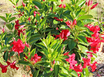 <i>Mandevilla </i>
‘Sundaville Big Red’