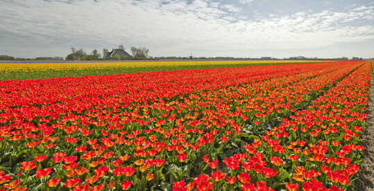Tulpenanbau mit Hilfe von KI in den Niederlanden.
