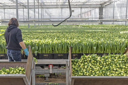 Schnitttulpen unter Glas