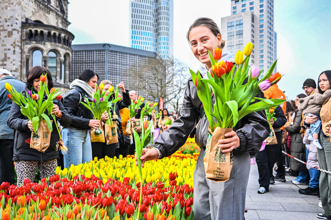 Ein eint�giger Pop-Up-Garten bot in Berlin auf dem Breitscheidplatz 50.000 Tulpen kostenlos zum Bestaunen und Selberpfl�cken an.