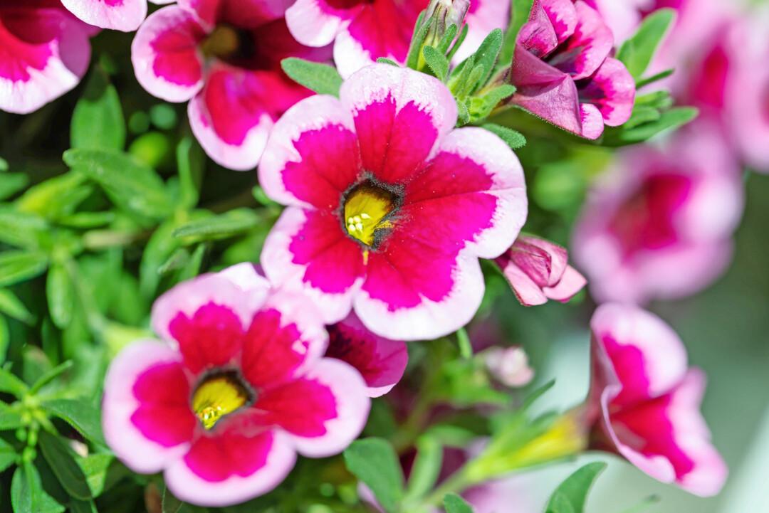 Pflegeleicht, w�chsig und vielseitig einsetzbar: �Feenstaub� eignet sich ideal f�r Ampeln, K�sten und gemischte Sommerbepflanzungen.