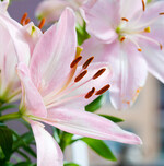 <a href="javascript:metasearch("object_name","Lilium%20%20Tiny%20Todd%20%AE")" target="_blank" ></a>
<i>Lilium ‘</i>
Tiny Todd’