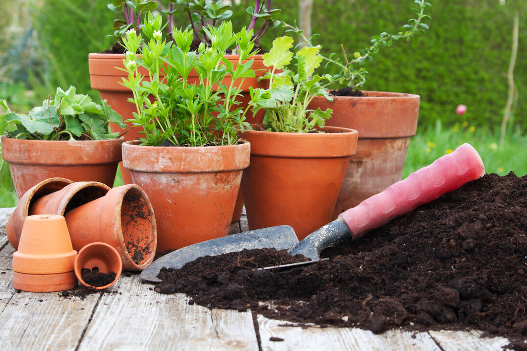 Lag der Torfanteil in Blumenerden 2019 noch bei 61%, sank er 2022 auf nur noch 43%.