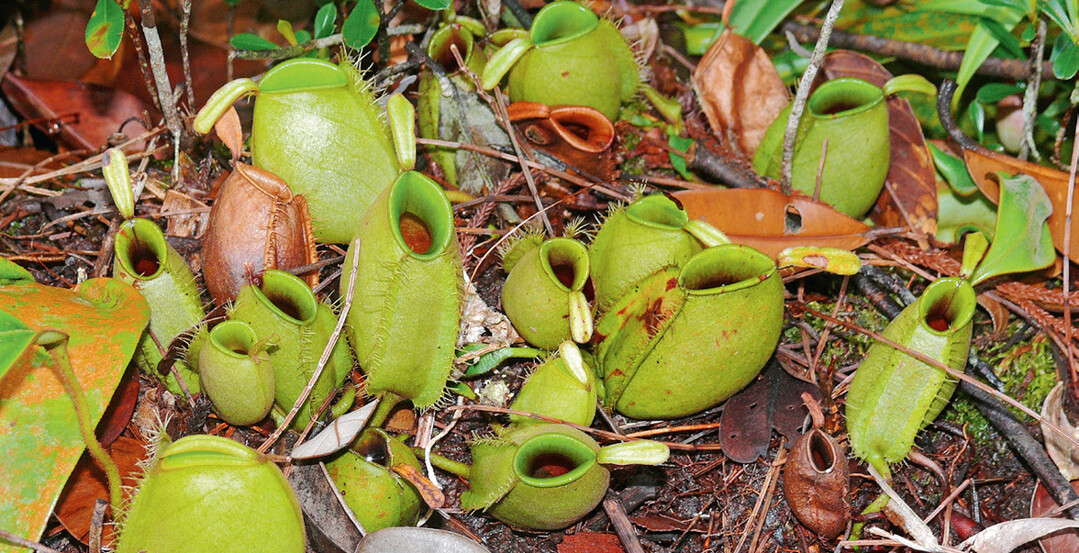 Die ursprüngliche grüne Form von Nepenthes ampullaria im Habitat