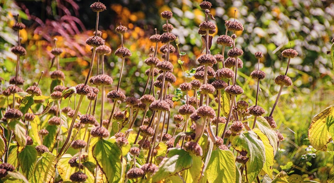 Phlomis russeliana, das Syrische Brandkraut, ist anspruchslos und trockenheitsverträglich.