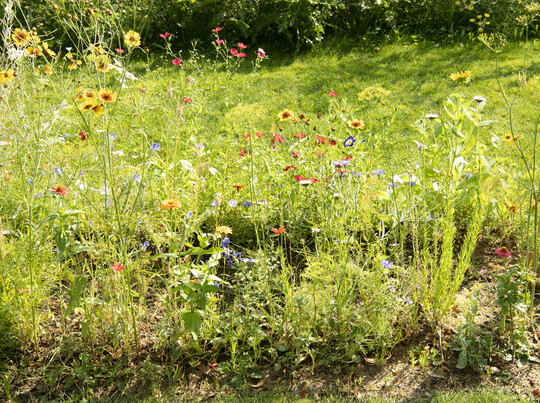 Beim Rasen scheiden sich die Geister: Während etwa 4 von 10 Gartenbesitzern (41 %) auf einen „ordentlich gemähten“ bzw. „englischen Rasen“ Wert legen, fördern etwa genauso viele der Befragten die biologische Vielfalt in ihren Gärten mit einer Blumenwiese statt mit einem grünen Einheitsrasen (42 %)
