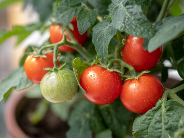 Eine reiche Tomatenernte gelingt im Kbel auch unter der Verwendung torffreier Bioerden  wenn bedarfsgerecht gegossen und gedngt wird.
