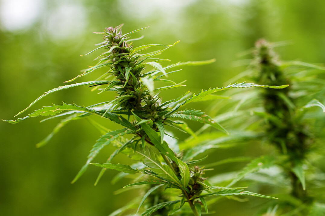 Cannabispflanzen drfen auch weiterhin nicht im Gartencenter verkauft werden.