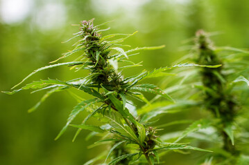 Cannabispflanzen drfen auch weiterhin nicht im Gartencenter verkauft werden.