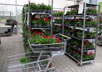 Geranien gehren nach wie vor zu den Topsellern bei den Beet- und Balkonpflanzen