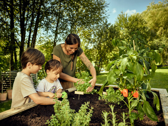 Viele gartenunerfahrene Menschen wissen gar nicht, wie einfach sich Gemse im Hochbeet anbauen lsst.