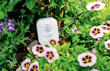 OliFlorja wird einfach ins Pflanzgef oder in den Wurzelraum gesteckt.