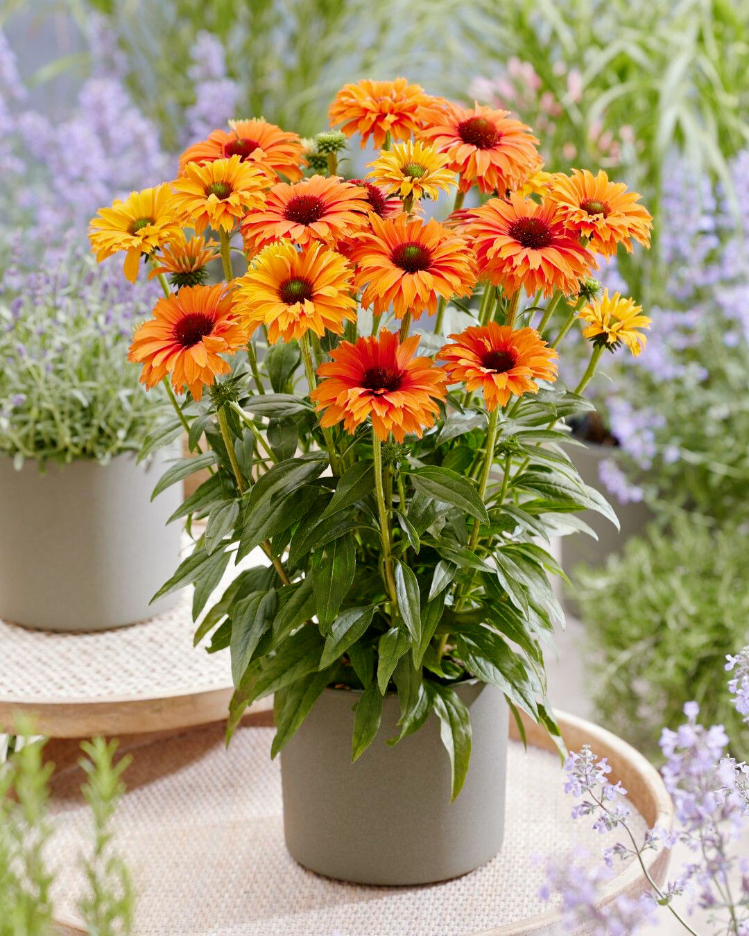 <i>Echinacea </i><br />
Sunseekers Mineola