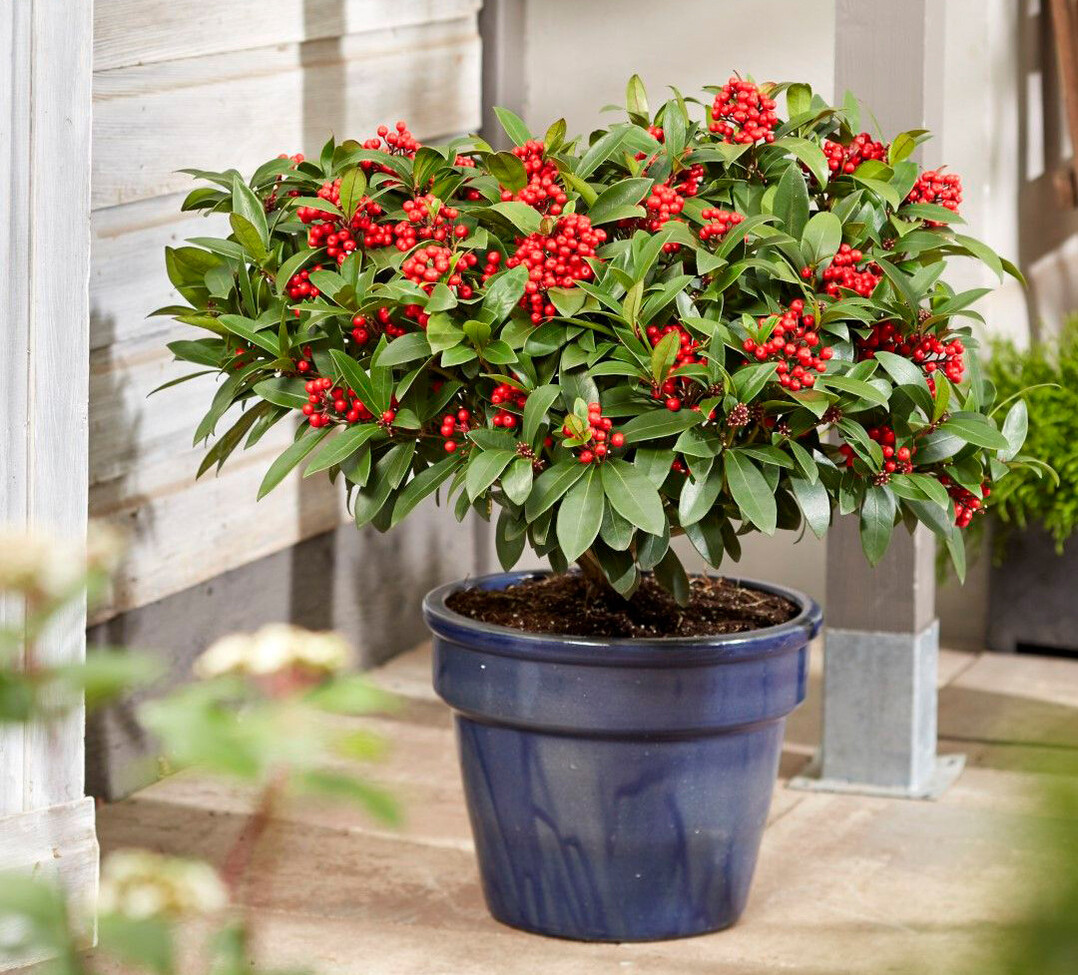 <i>Skimmia japonica </i><br />
Mamma Mia 1