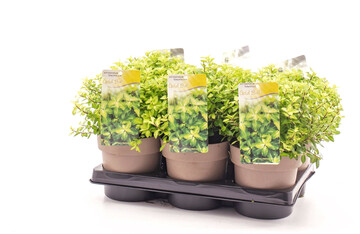 <i>Pittosporum </i><br />
Golden Ball