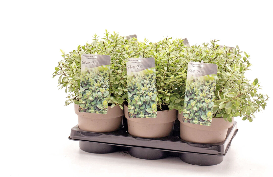 <i>Pittosporum </i><br />
Silver Ball