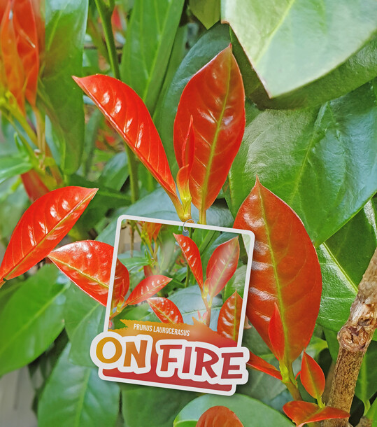 <i>Prunus laurocerasus</i>
 On Fire