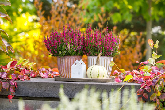 Marohn und Hger fhrt die neuen Gardengirls-Sorten