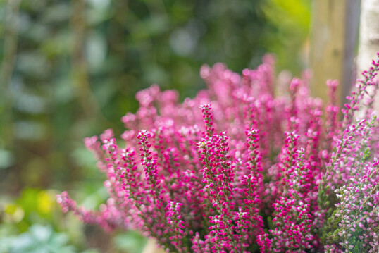 Groknospige Lnneby von Gardengirls bei Leffers