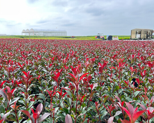 <i>Photinia </i>
Devils Dream in 100% torffreiem Substrat
