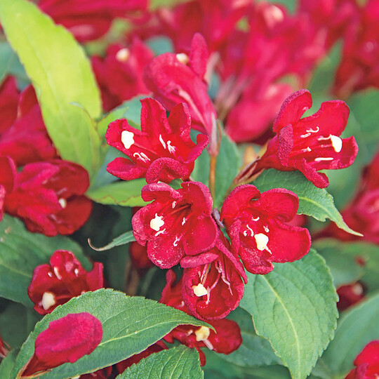 <i>Weigela florida</i>
 Cherry Love 
