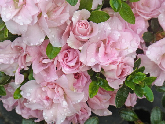 <i>Rhododendron obtusum</i>
 Rosalea 