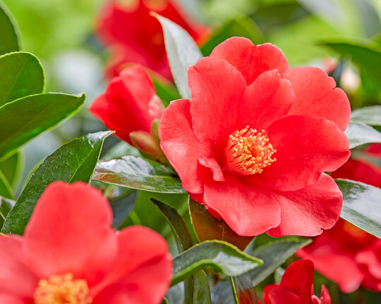 Camellia 1001 Summer Nights