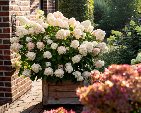 Hortensie Bloody Marie in Cremewei