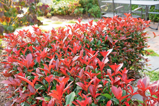 <i>Photinia</i>
 Devils Dream als blickdichte Hecke