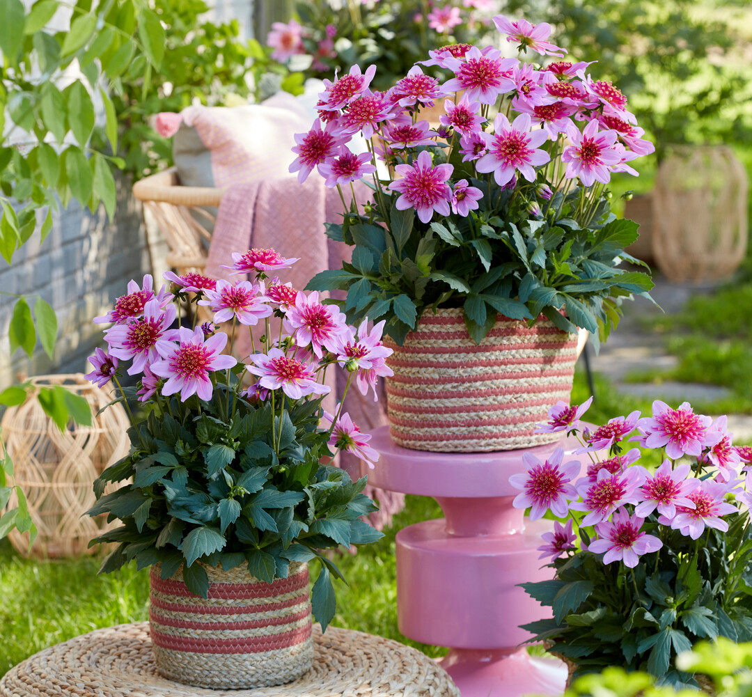 <i>Dahlia </i>
Dalina Maxi Starburst Pink von Florensis hat den FleuroStar-Award 2024-25 gewonnen