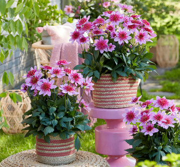 <i>Dahlia </i>
‘Dalina Maxi Starburst Pink’ von Florensis hat den FleuroStar-Award 2024-25 gewonnen