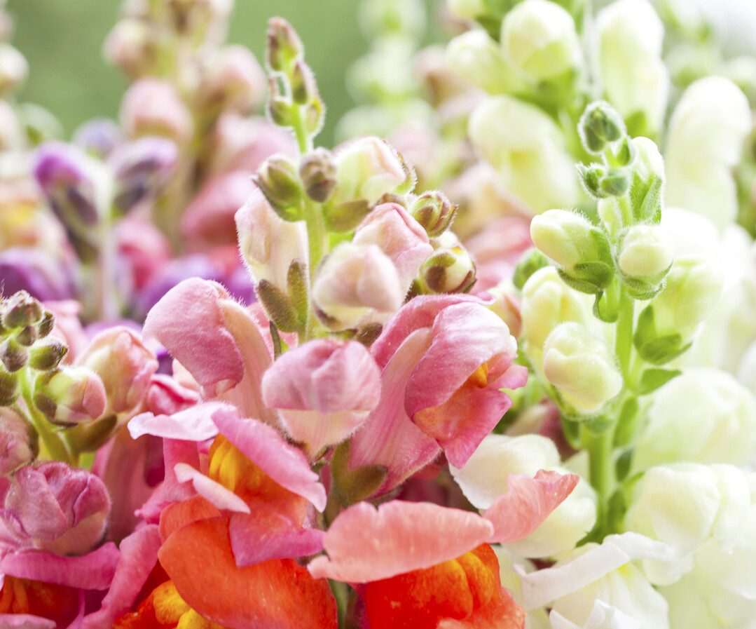 In Deutschland kultivierte 
<i>Antirrhinum </i>
sind bei Bloomways seit Mitte Mai in guten Mengen und Qualitten erhltlich.