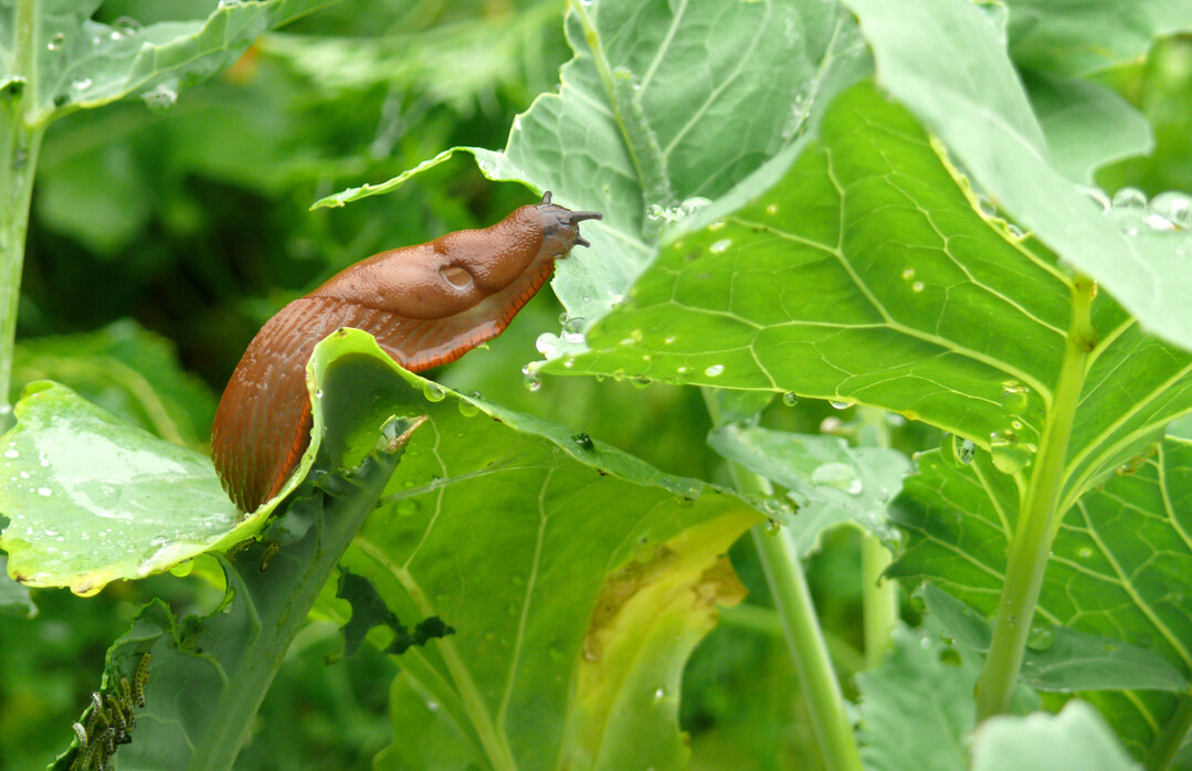 Der Alptraum jedes Hobbygrtners  eine Nacktschnecke frisst sich durch den Gemsegarten.