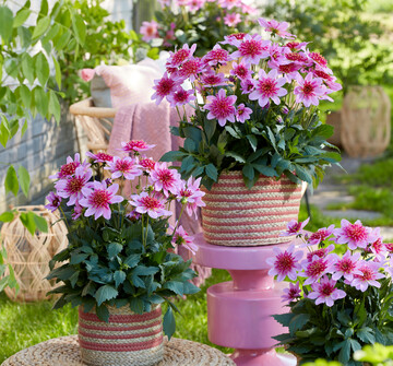 <i>Dahlia coccinea</i>
 "Dalina Maxi Stardust Pink"