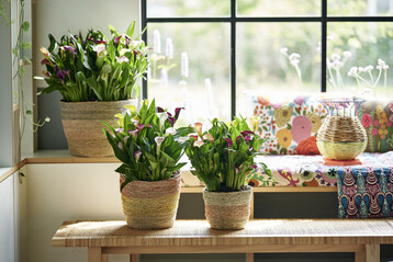 Calla in Farbvariationen.