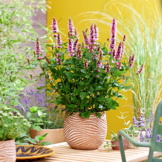 <i>Agastache </i>
"Agapk" (BEELICIOUS PINK)