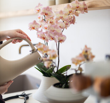Was ist bei der Orchideenpflege zu beachten? 
<a href="https://orchidsinfo.eu/de/blog-de/" target="_blank" >orchidsinfo.eu</a>
 liefert Infos fr Verbraucher und kostenloses POS-Material fr den Fachhandel.