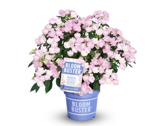 Wiesenhortensie Bloombuster 