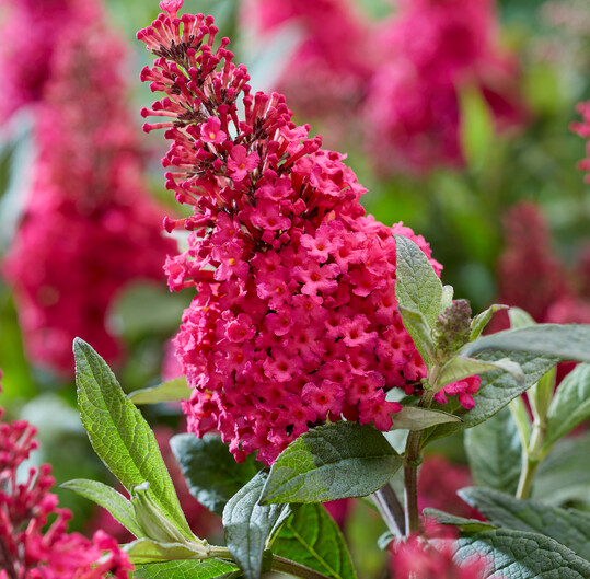 <i>Buddleja davidii Butterfly Candy Little Ruby</i>