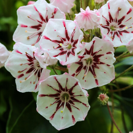 <i>Kalmia latifolia</i><br />
 Peppermint